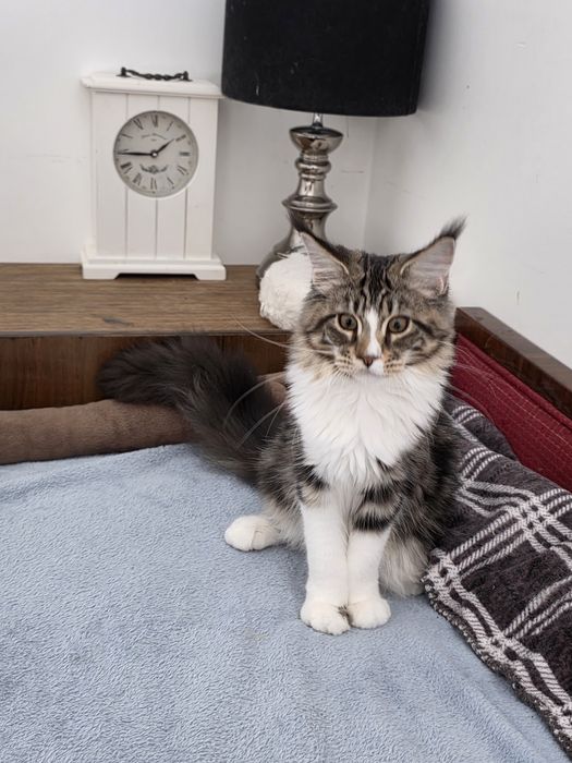 Piękna kotka Maine Coon