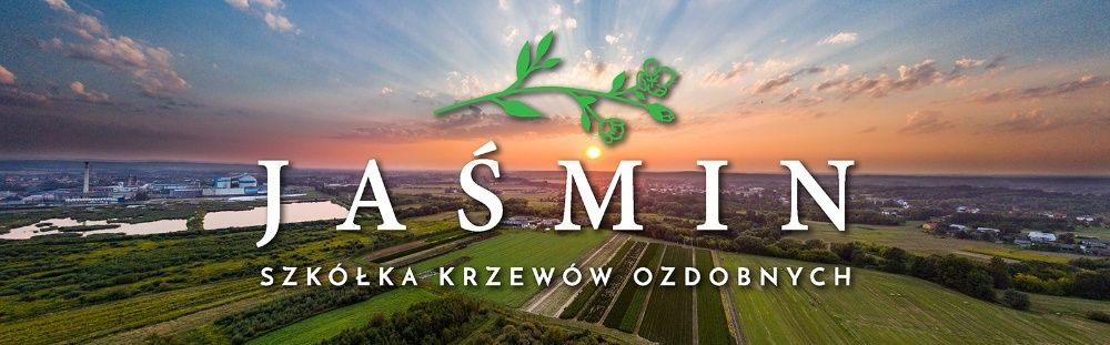 Tuja danica, piękna gęsta miniaturka kulka doniczka C2 PROMOCJA!!!