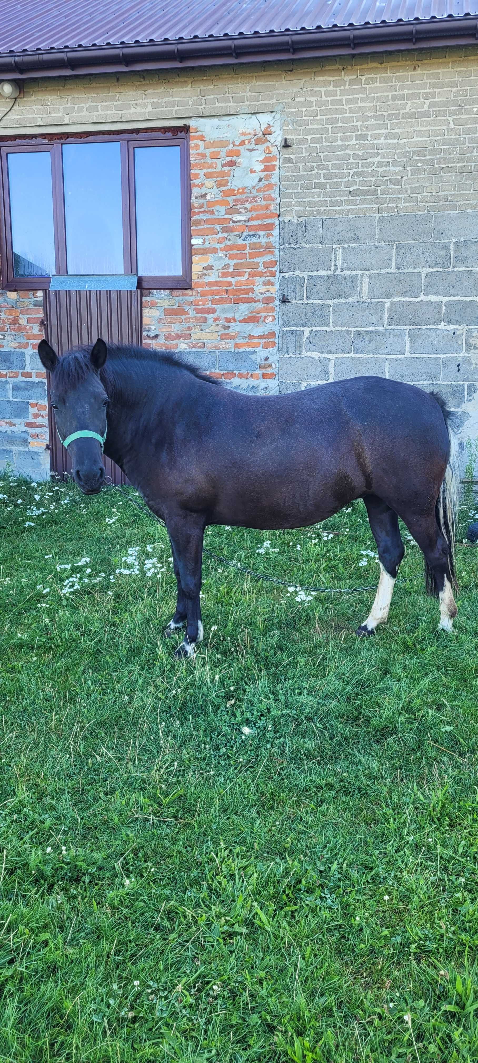 Klacz rasy Hucuł (Jogobella)