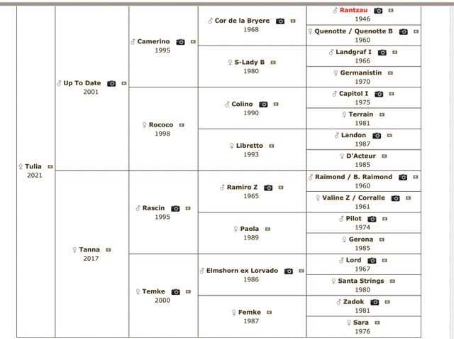 Klacz po Up To Date / Rascin