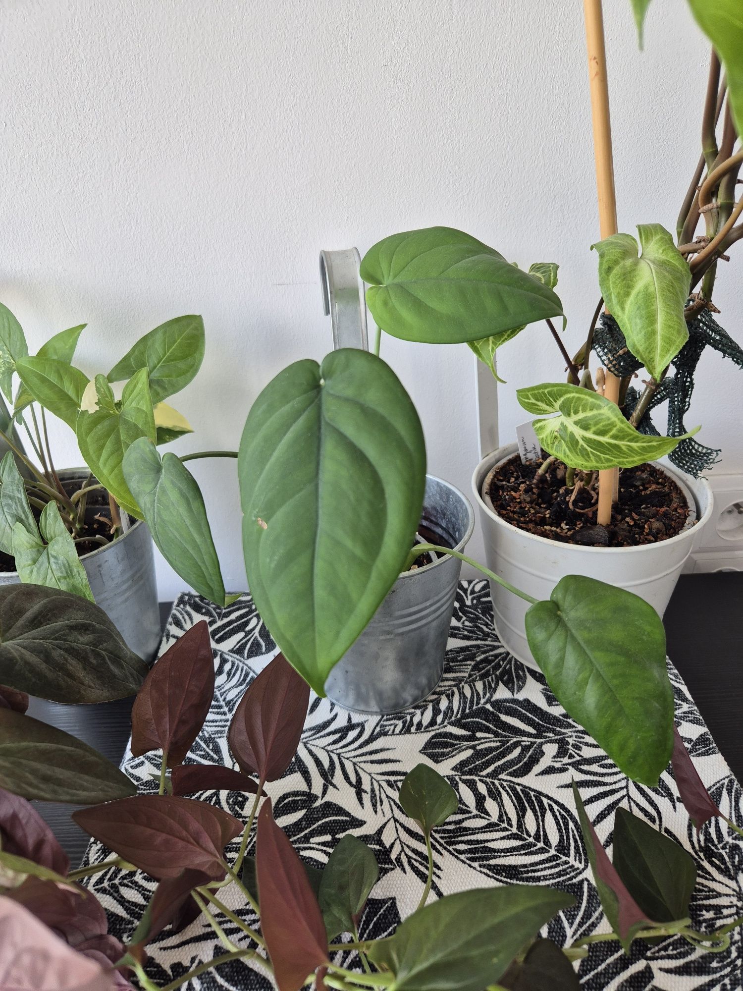 Zestaw kolorowych syngonium batik, red arrow, dark knight, aureum