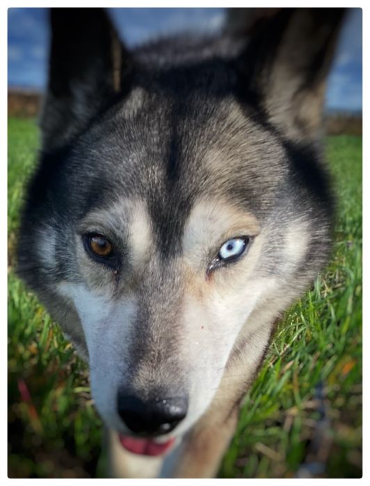 Haski - Lumen - pies do adopcji