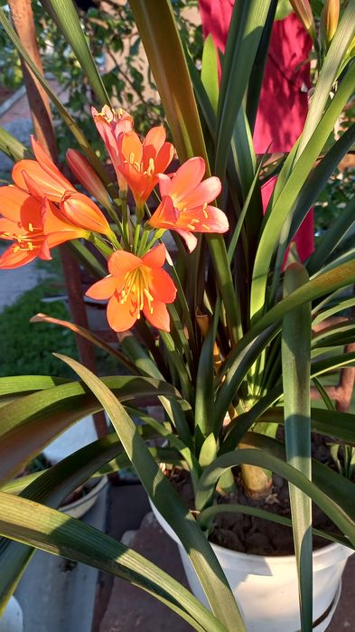 Шикарная красавица кливия