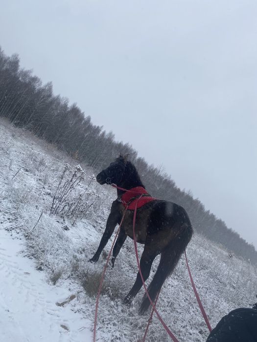 Hucuł  / koń / kuc