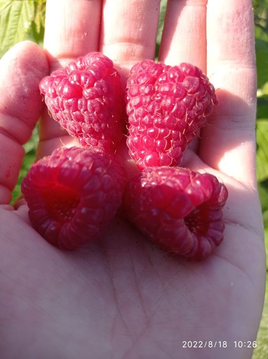 Продаю саджанці ремонтантної малини Джоан Джей .