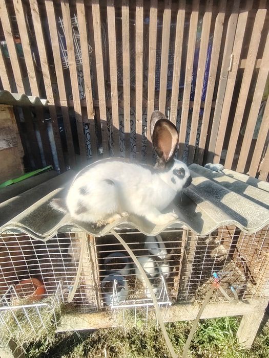 Продам кроликів чисто кровний німецький строкач