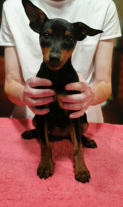 Pinczer miniaturowy szczenię  rodowód ZKwP (FCI)