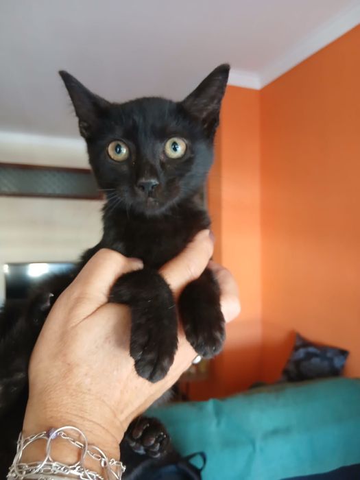 Gatinha para adoção responsável