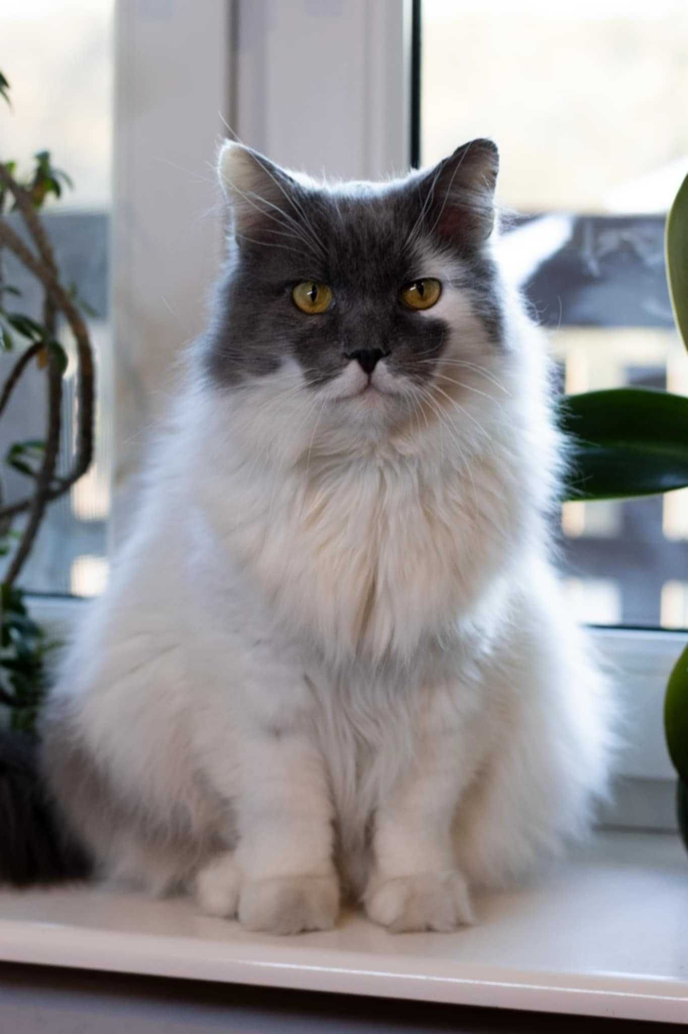 Puchaty kotek Murchyk szuka domu, 6 lat