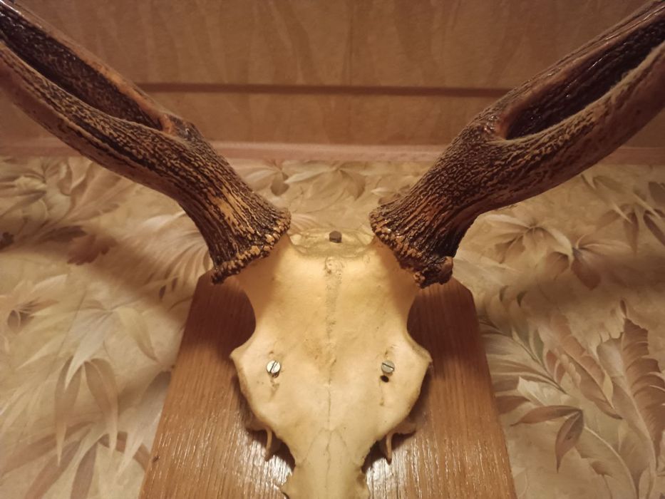 Роги оленя натуральні