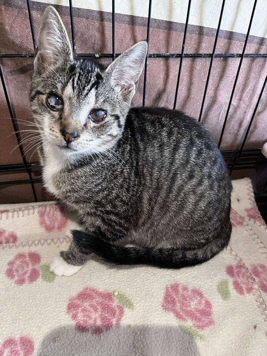 Nie mają szans na adopcję bo są brzydkie? :(