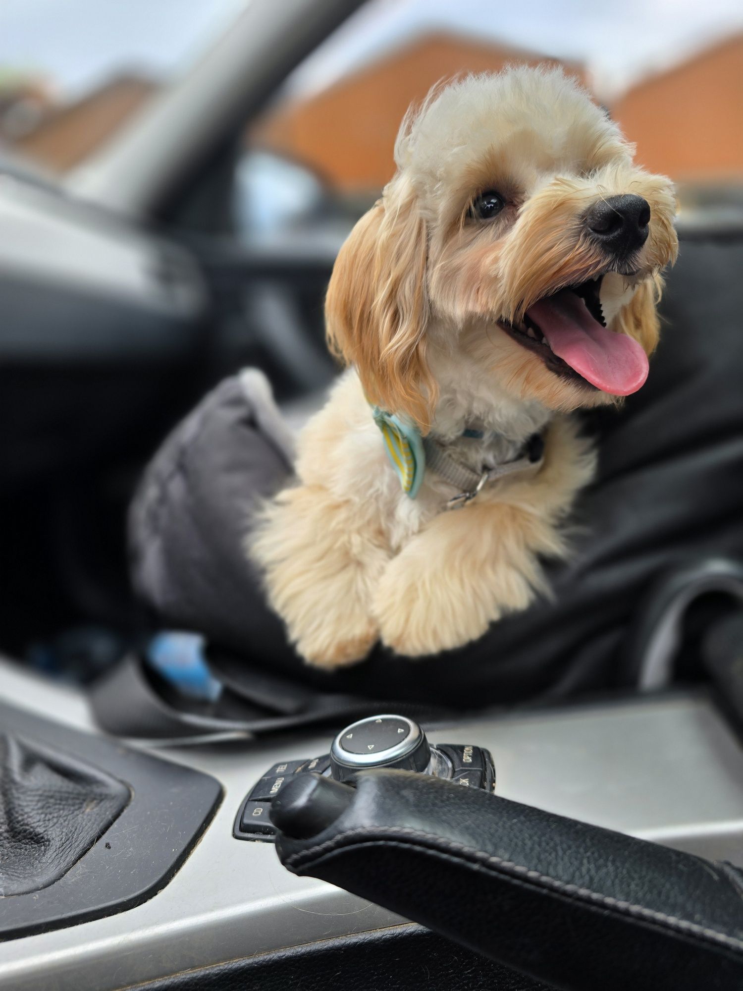 Maltipoo / chłopiec