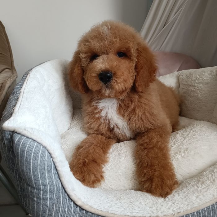 Середній Голдендудль ф1б (Лабрадудль) хлопчик в Києві.