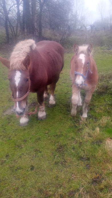 Klacz zimnokrwista z księgą główną i zrebakiem