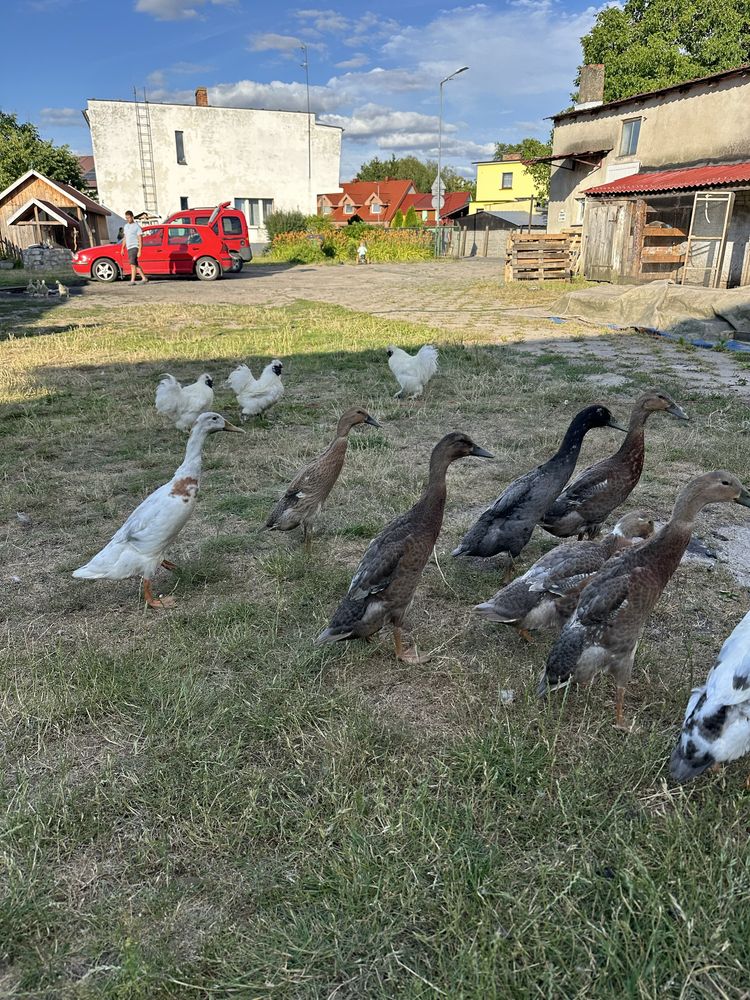 Biegusy ślimakożercy  kaczki
