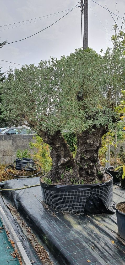 Oliveiras / bonsai