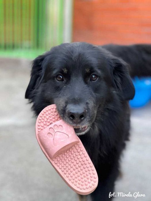 Jay - towarzyski i oddany przytulas szuka nowego domu - 647/24