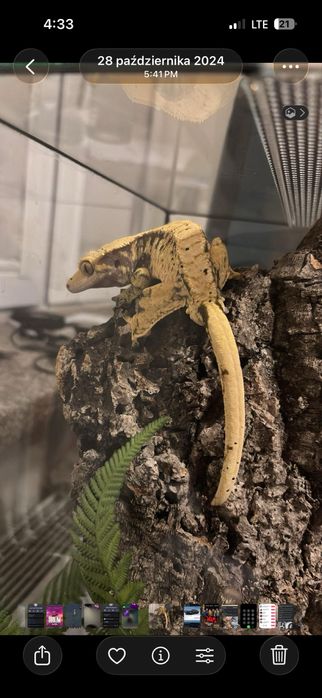 Gekon orzesiony samiec + terrarium i jedzenie