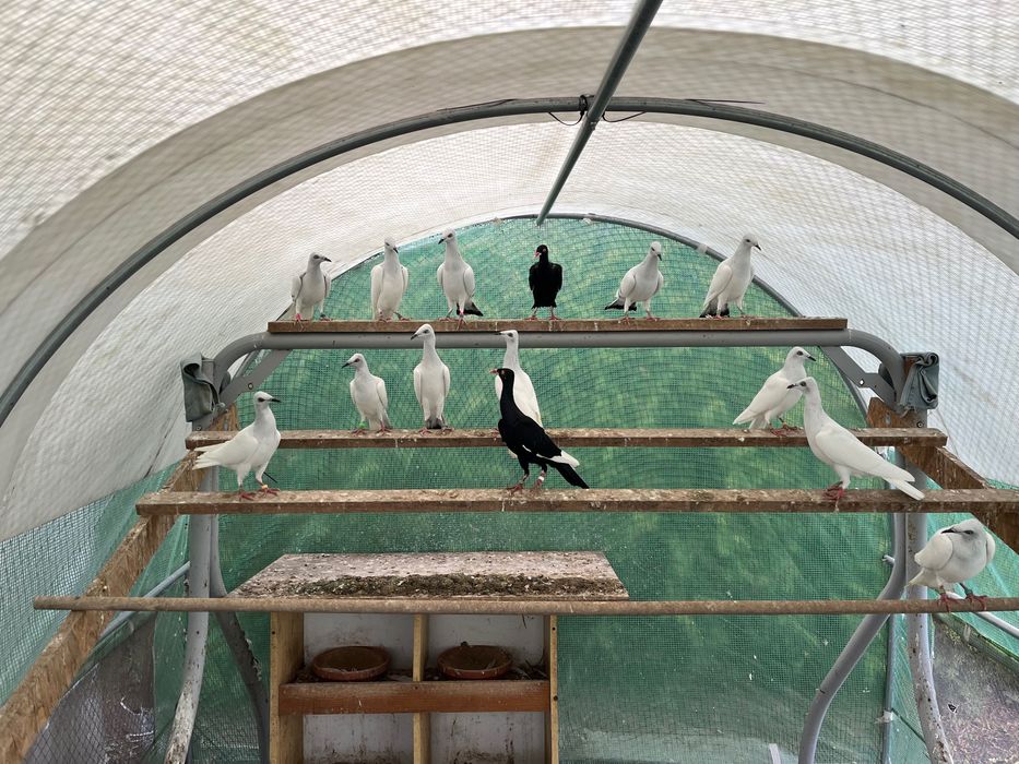 Srebrniaki bialoogony