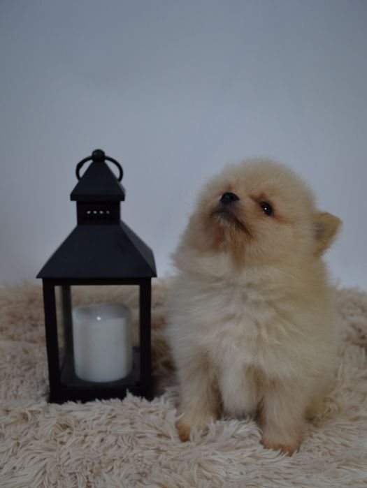 Чудові міні шпіцулі