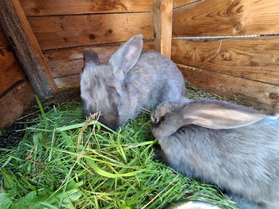 Młode króliczki mini lop/baran rasa