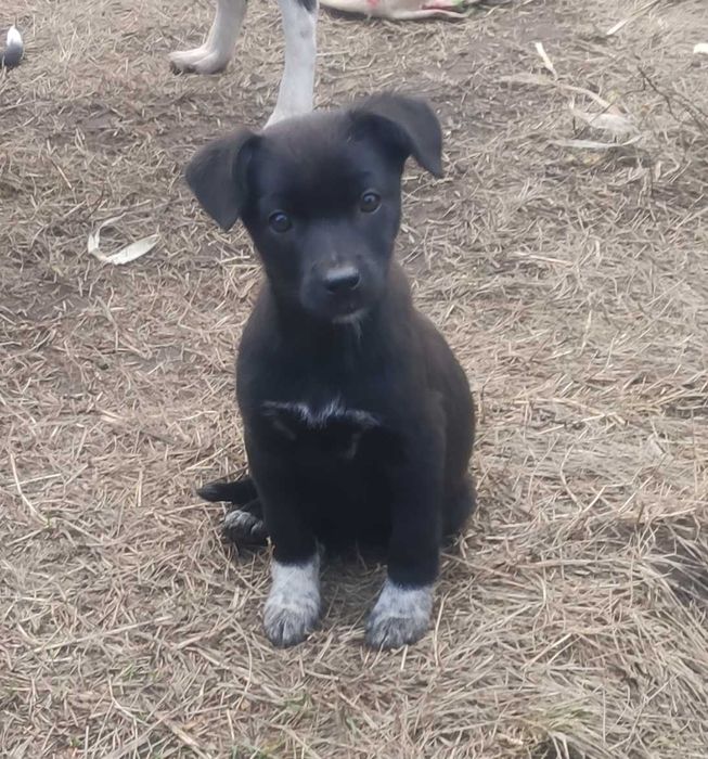 Щенки, чистокровные дворяне. Безкоштовно