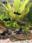 Molinezja black mooly