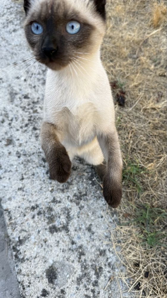 Da-se gatinha muito meiga