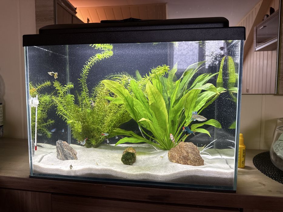 Akwarium opti white 50x30x35 nowe 6 mm nowe