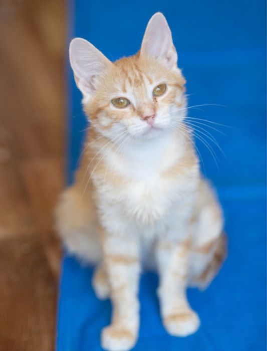 Бибер, котик, рыжий игрунчик 1 год