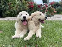Golden Retriever, piękny szczeniak biszkoptowy!