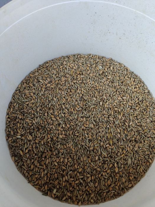 Mieszanka żyto-przenica