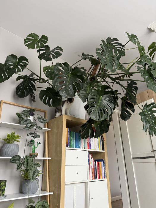 Monstera deliciosa - 3 odnogi, 120 cm wys., 2m szerokości