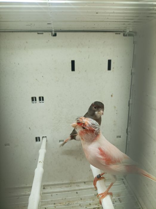 Canários Arlequim Português