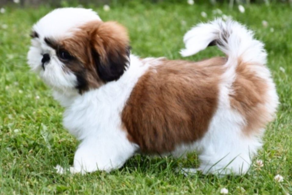 Szczeniaczek Shih Tzu Śliczna Dziewczynka z Rodowodem ZKwP/FCI
