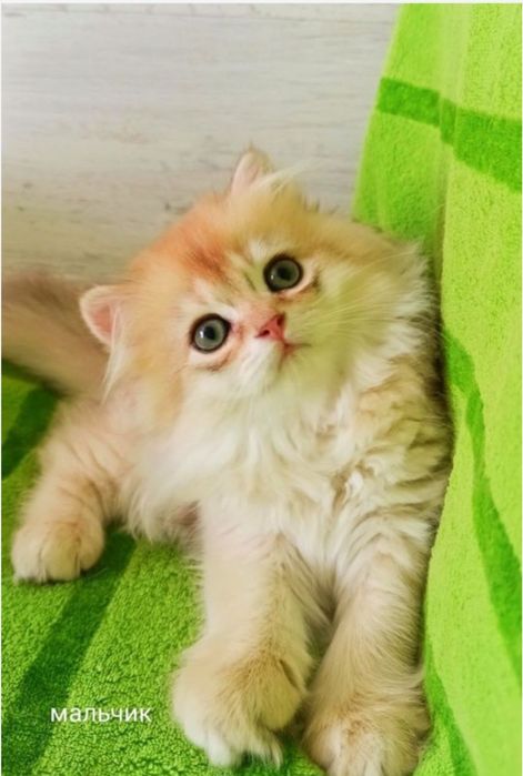 Шикарный прямоухий котик золотая шиншилла Хайленд