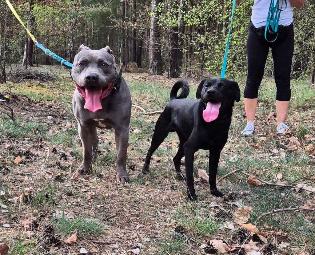 Uzi - piękny  amstaff szuka domu