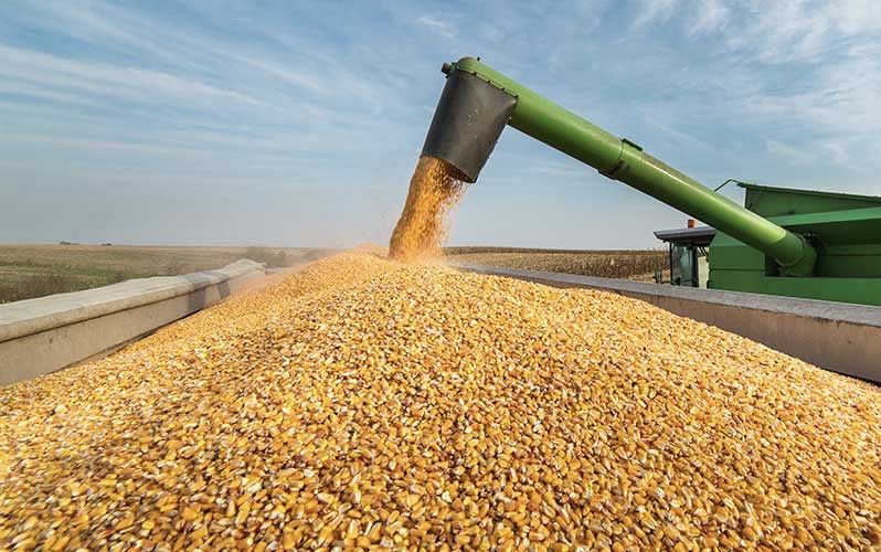 Продам кукурудзу 2023 року