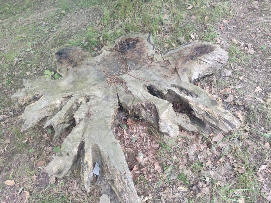 Korzeń dębowy odziomek