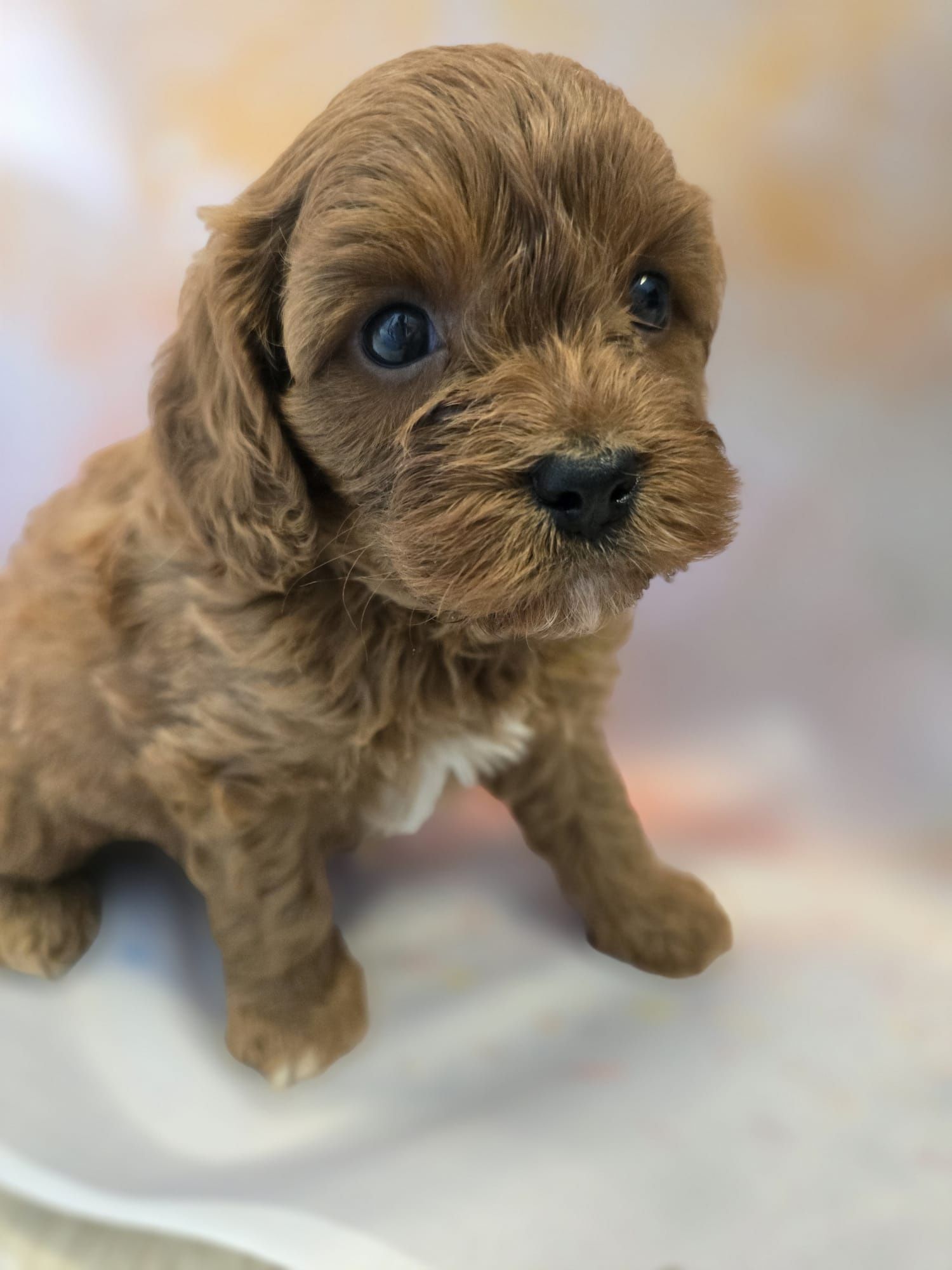 Cavapoo chłopiec cackapoo /maltipoo