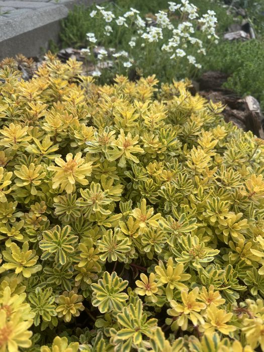 Продам надлишки квітів з власного саду. Ясколка, ломикамінь, очіток.