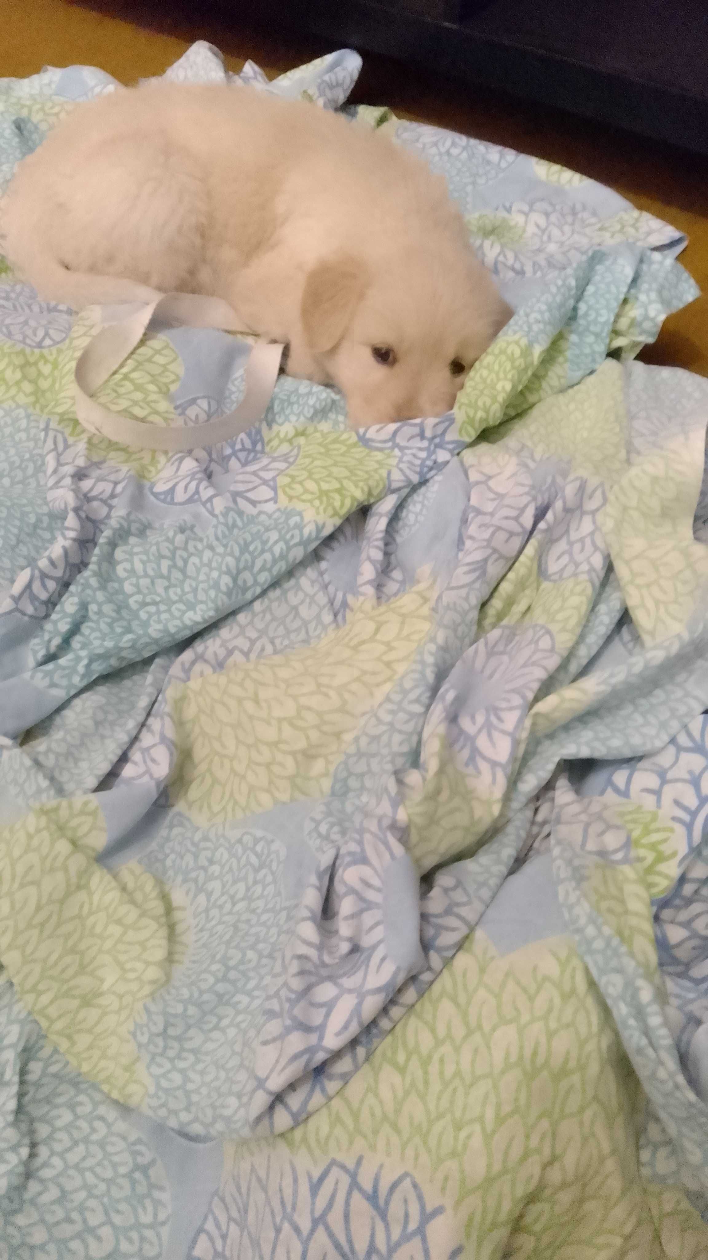 Cadela bébé raça: cão de gado transmontano para adoção GRATUITO