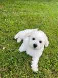 Bichon Frise FCI samiec