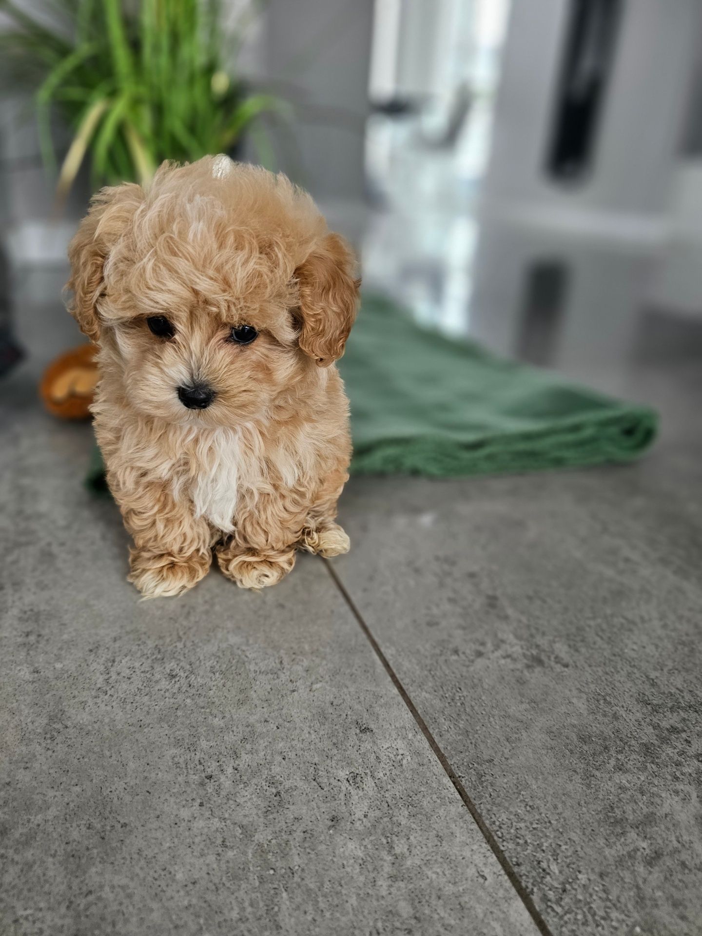 Eksluzywna Laleczka Maltipoo Obejrzyj Fikmik