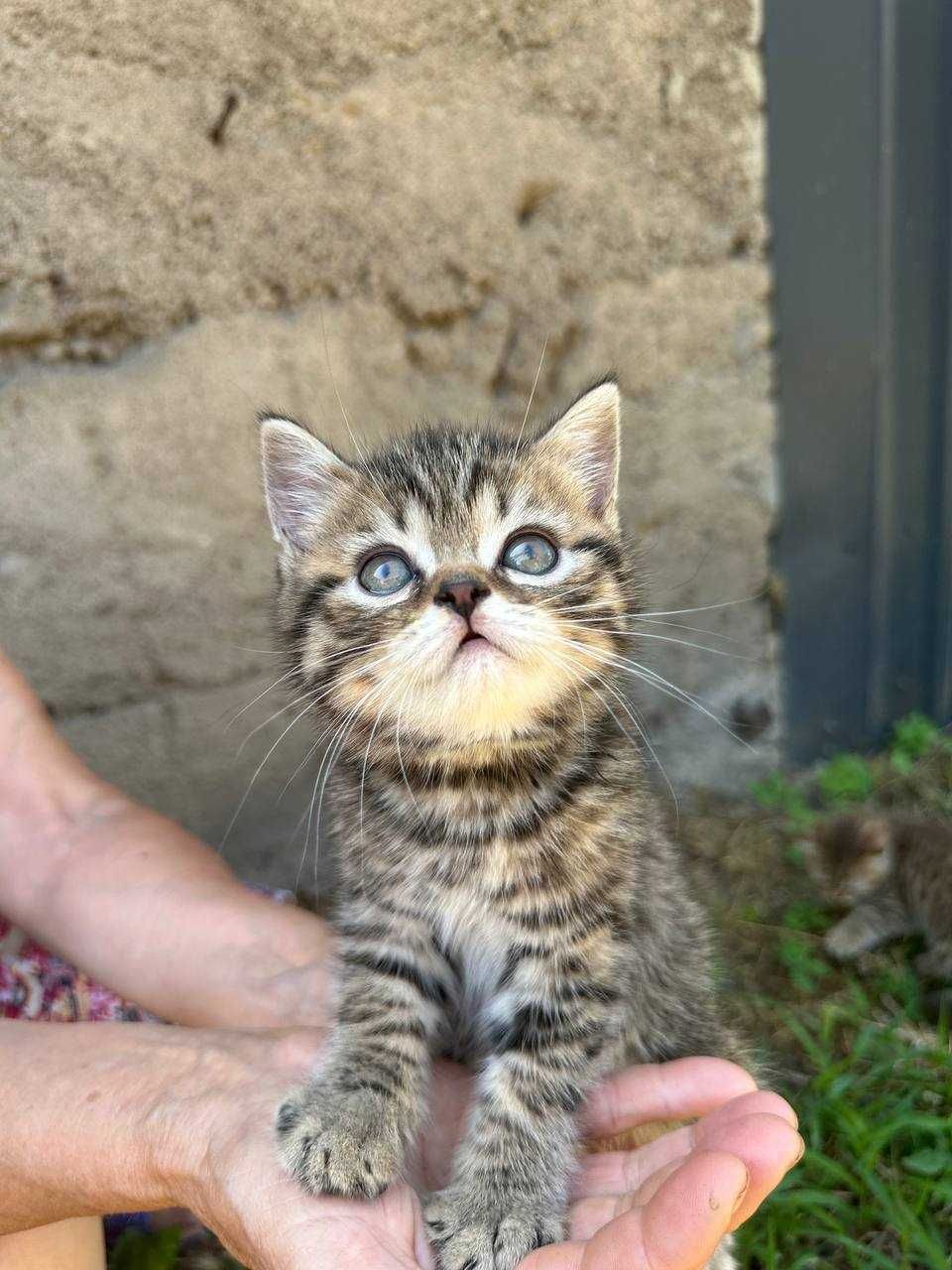 Шотландський котик