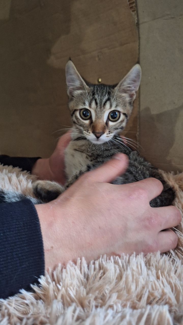 Котенок с кисточками на ушках