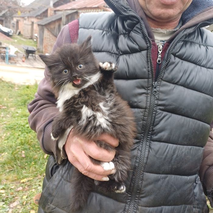 Супер гарні з диким норовом кошенята мишолови!