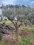 Oliveiras centenarias