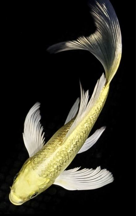 Карп Вуалевый Баттерфляй Бабочка кои Японский