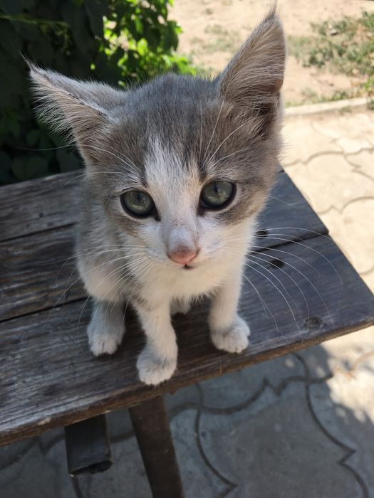 Кошенята шукають хорошу родину